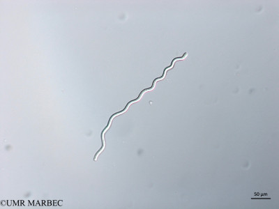 phyto/Brazilian_Nordeste/Northeastcoast_station31/ABRACOS2 April 2017/Arthrospira sp1 (Snap-321)(copy)_thumb.jpg